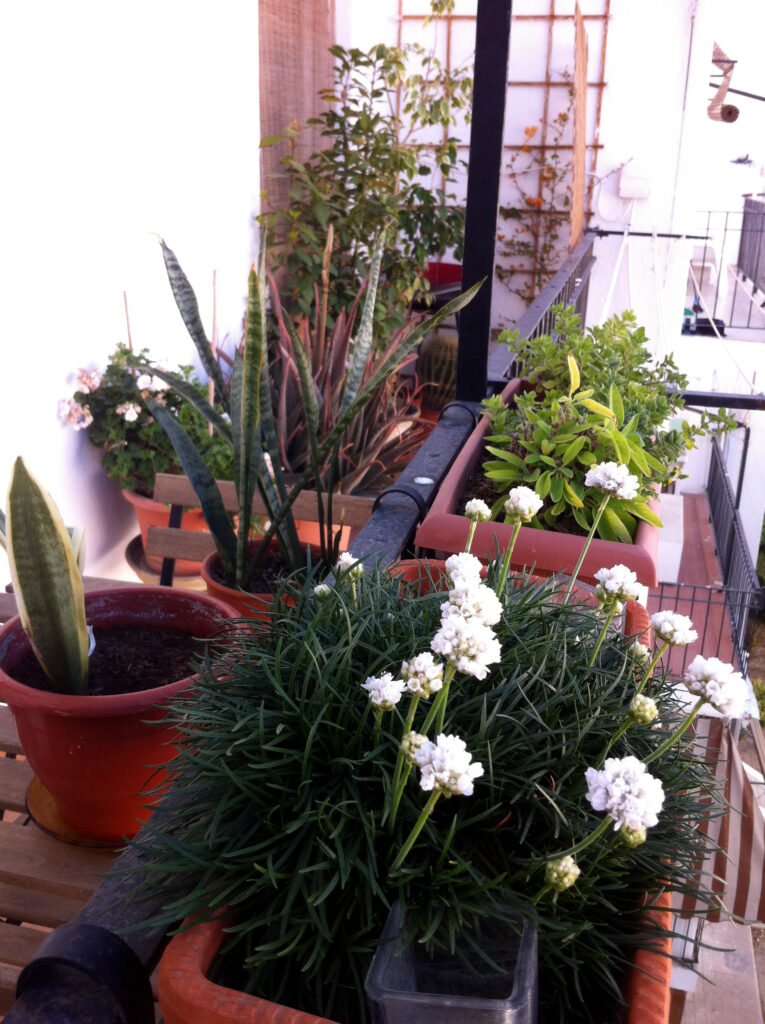 Los beneficios de tener plantas en las ciudades y en los hogares.